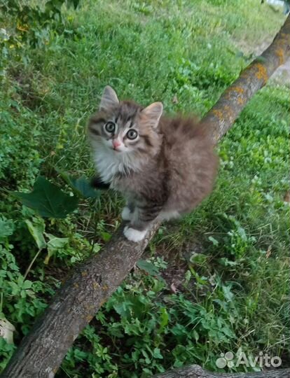 Котята