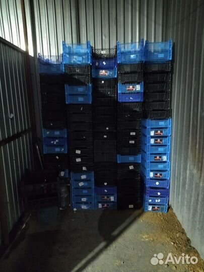 Пластиковые ящики для овощей бу