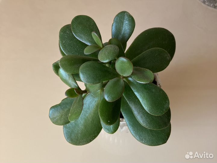 Красула толстянка