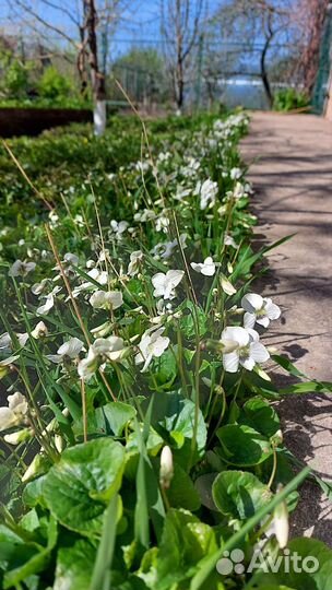 Фиалка белая садовая многолетняя