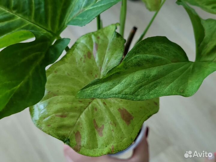 Сингониум конфетти триколор