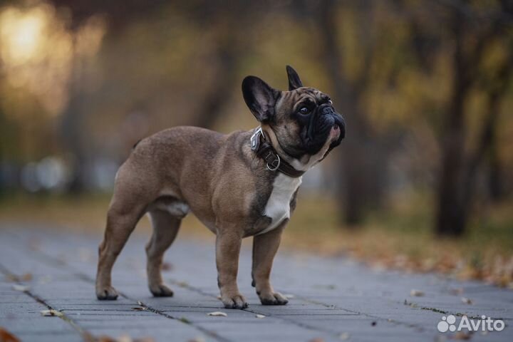 Французский бульдог кабель вязка