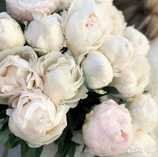 Пионы Букет