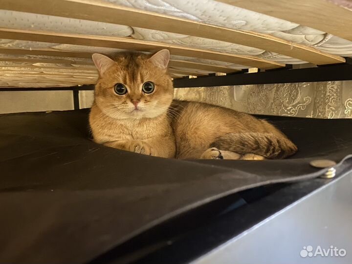 Кот вязка золотая шиншилла