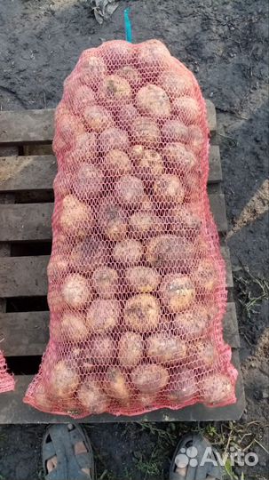 Продам картофель оптом