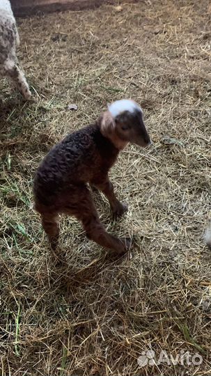 Овцы бараны