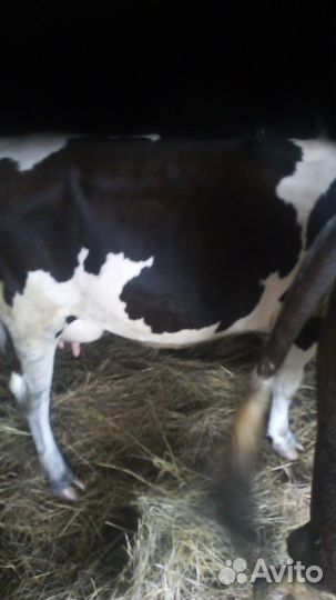 Продам коров