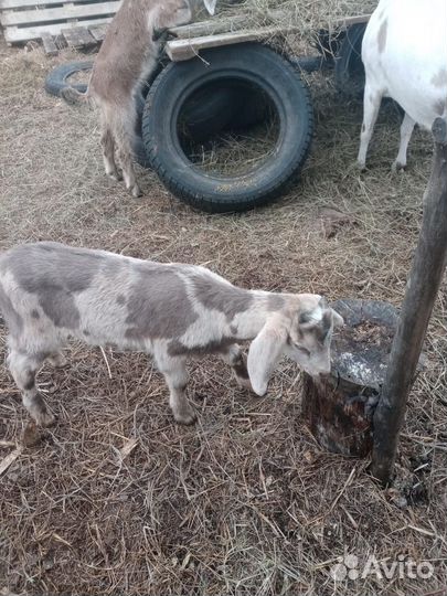 Англо нубийские козы