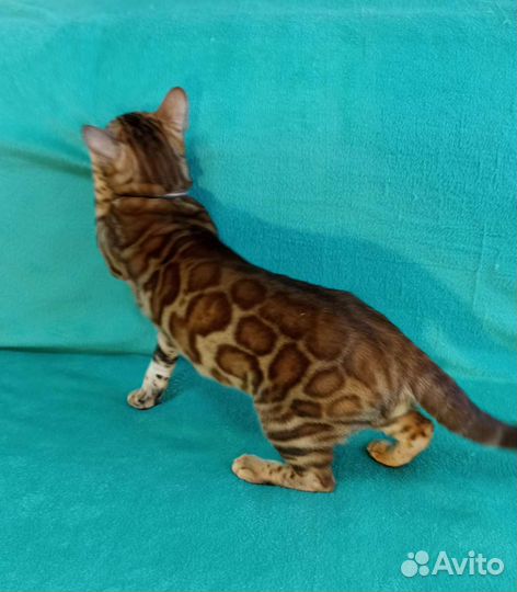 Бенгальский кот вязка