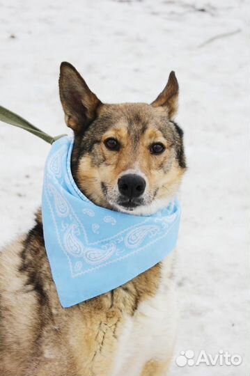 Мечтаю стать вам верным другом