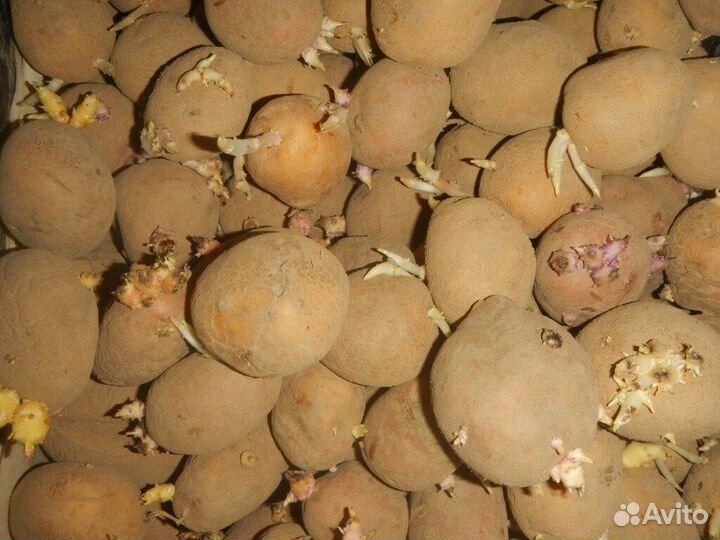 Продам картофель для посадки, на еду