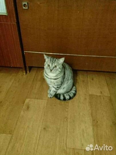 Котик вязка