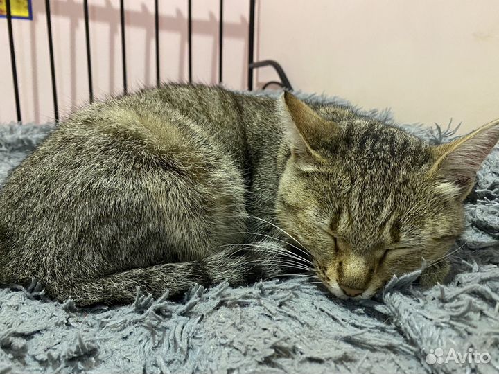 Кошка в добрые руки