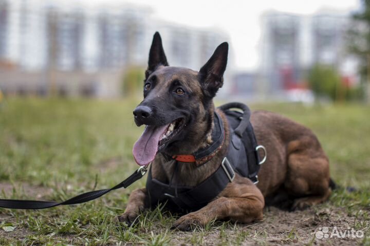 Передержка животных