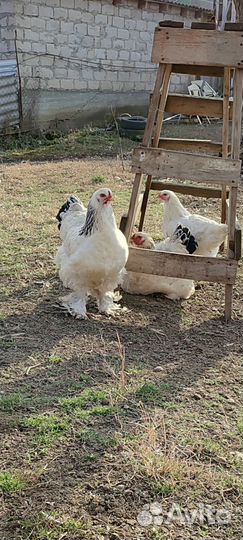 Яйца породы брама