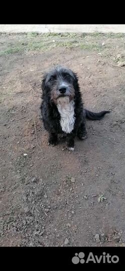 Девочка в добрые ручки