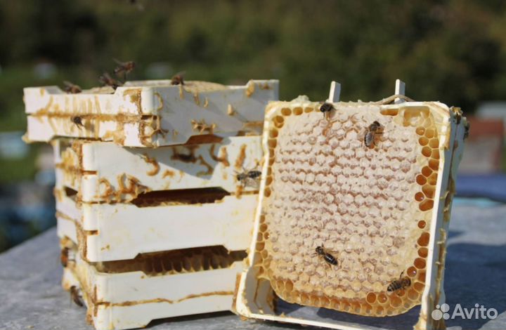 Мёд натуральный из Алтая оптом