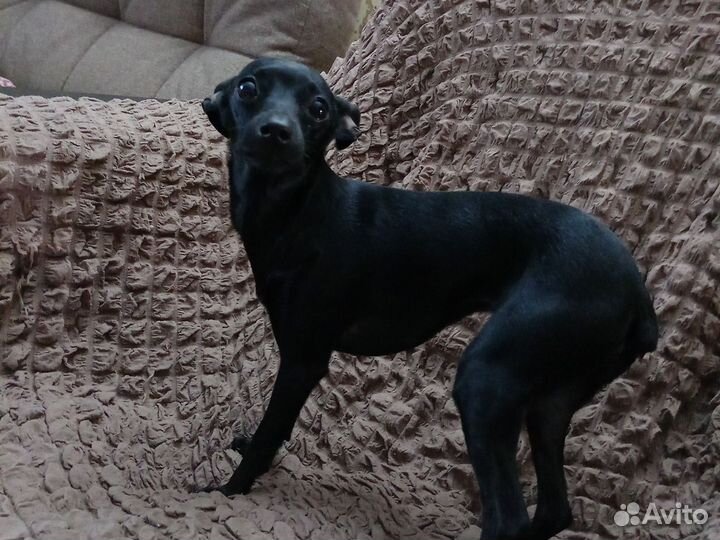 Вязка той-терьер девочка