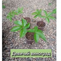 Саженцы девичий виноград