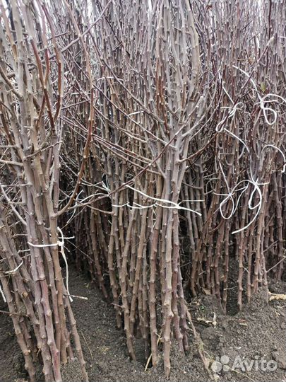 Саженцы плодовых деревьев