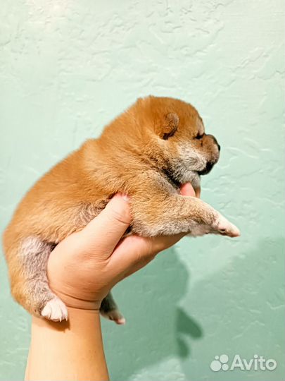 Щенки сиба ину