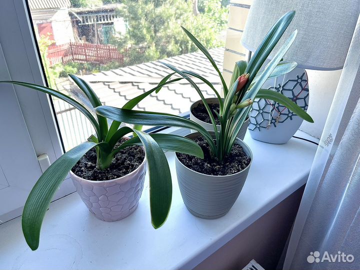 Комнатное растение цветущая кливия