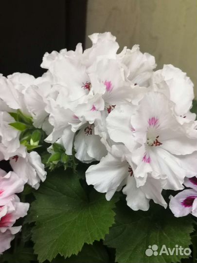 Пеларгония королевская