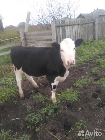 Корова с теленком