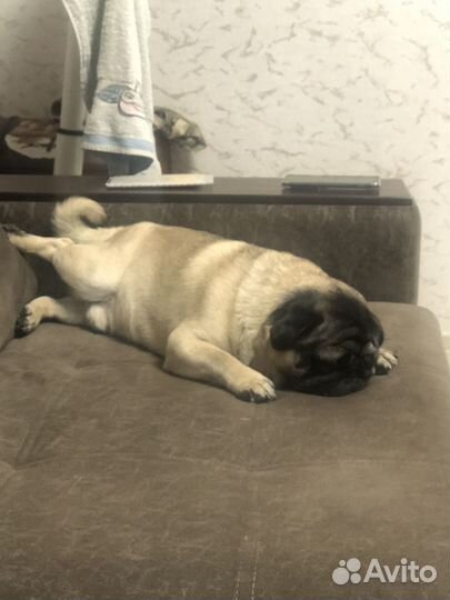 Мопс вязка мальчик