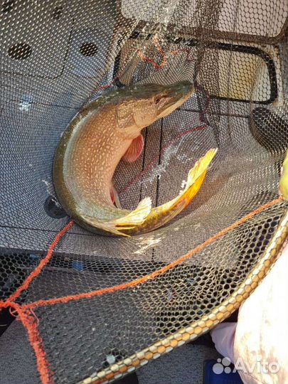 Рыбалка с гидом