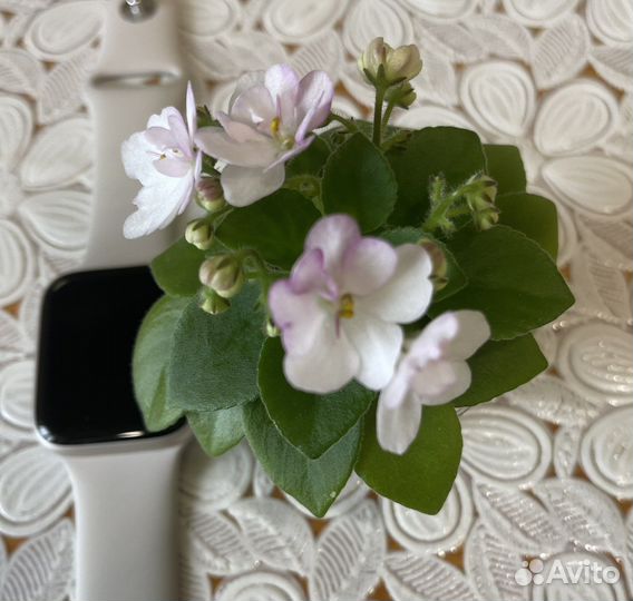 Фиалка ск Яблоневый Сад