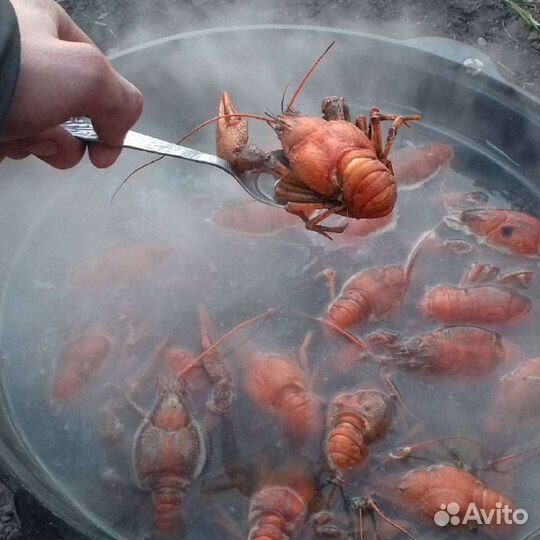 Раки живые и варёные