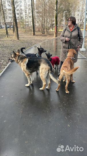 Передержка собак