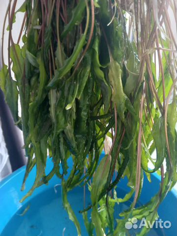 Можжевельник