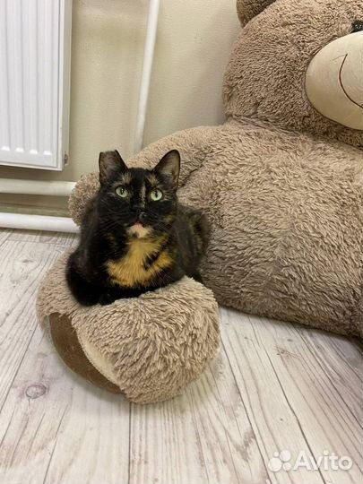 Кошки ищут дом