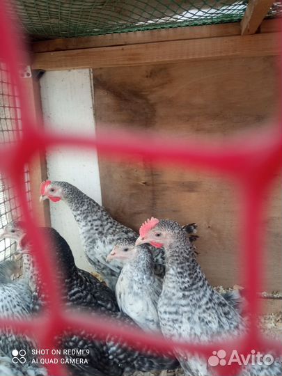 Цыплята Брама. Борковский