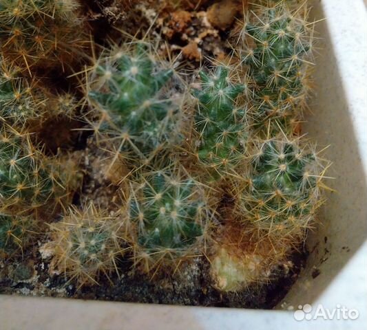 Кактус цветущий Мамилярия