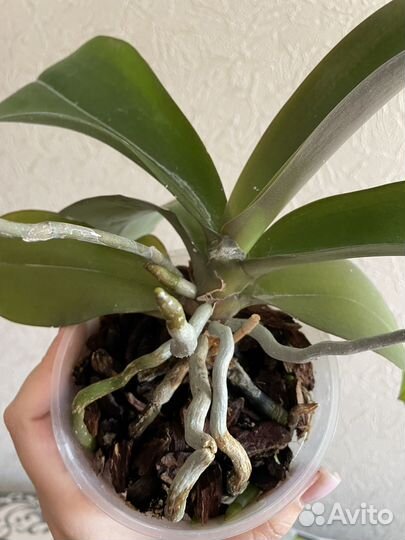 Орхидея фаленопсис