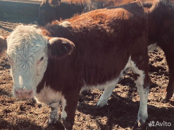 Телочка Герефодр