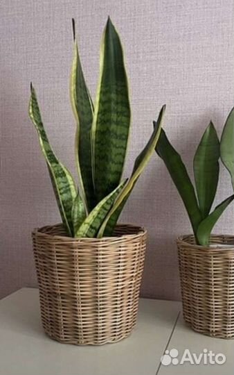 Кашпо