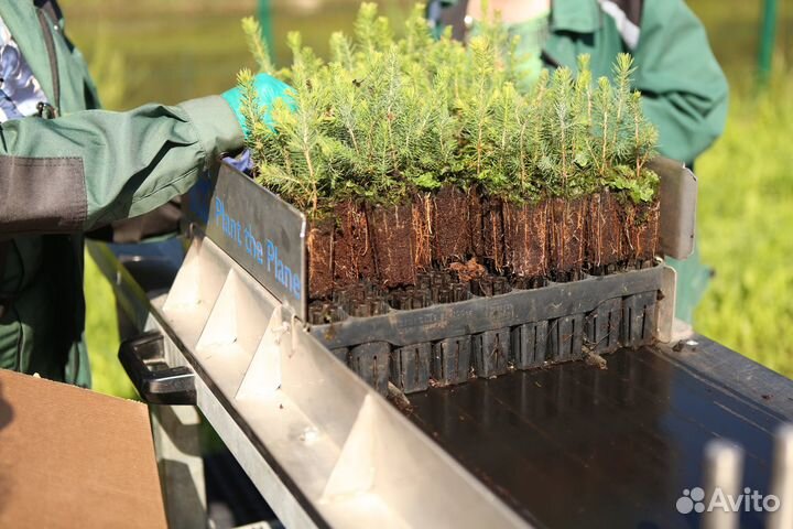 Сеянцы ели и сосны зкс