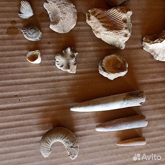 Коллекция окаменелостей