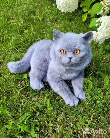 Кот британец игрушка