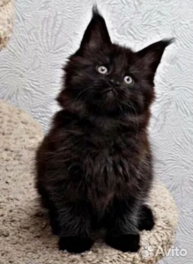 Мейн кун полидакт 6/6/6/6