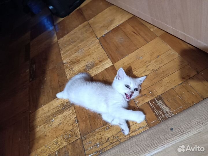 Шотландские котята