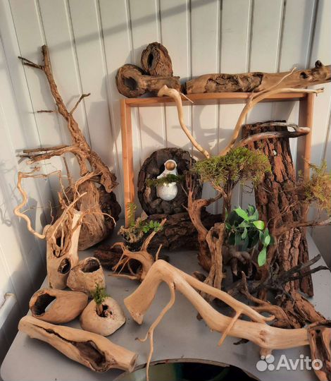 Мох, коряги, папоротник, камни