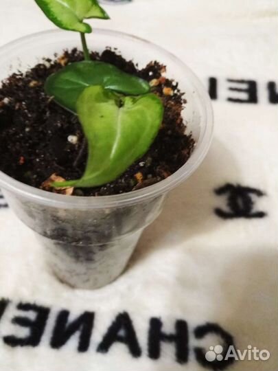 Сингониум Feiry Elf