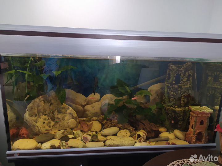 Аквариум с тумбой 200 литров, полный комплект