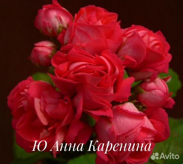 Пеларгонии