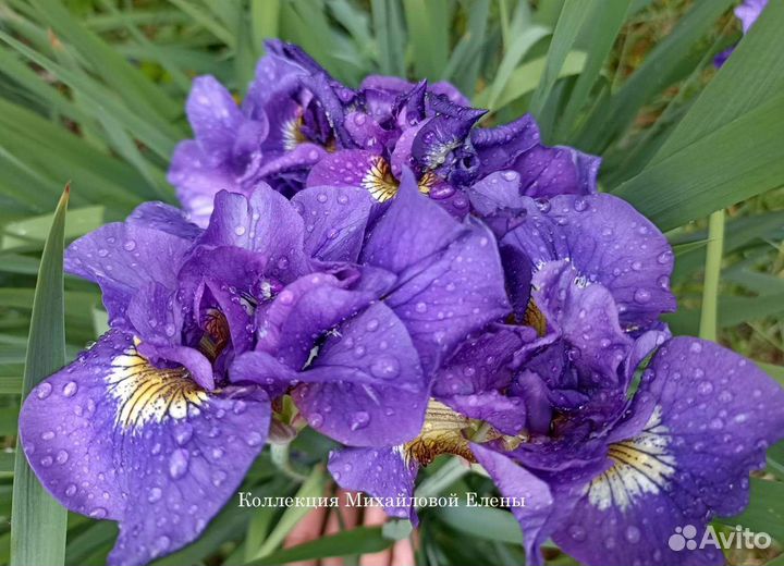 Ирисы сибирские разные